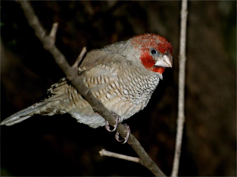 frieda 055.jpg - Rooikopvink mannetjie....Redheaded Finch